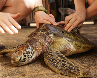 巴厘岛·海龟保育