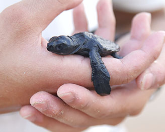 斯里兰卡·海龟保育